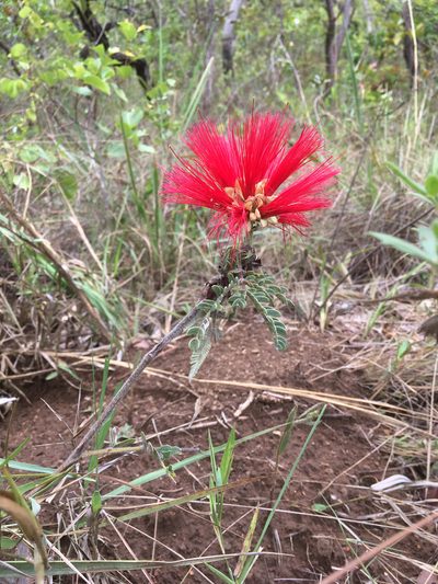 Calliandra dysantha, photographed by Kyle Copas