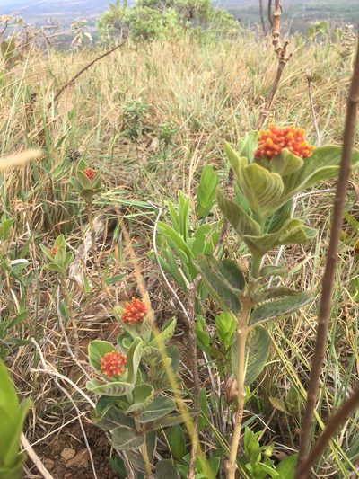 Palicourea officinalis, photographed by Kyle Copas