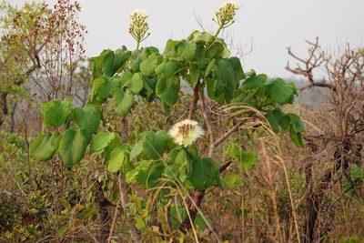 Caryocar brasiliense, photographed by Paul Prior