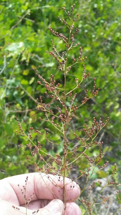 Lechea sessiliflora, photographed by Jay Horn