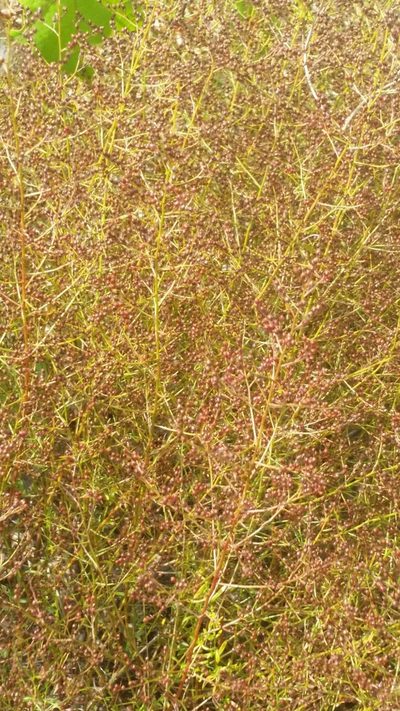 Lechea sessiliflora, photographed by Jay Horn