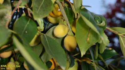 Diospyros lotus, photographed by Kim, Hyun-tae