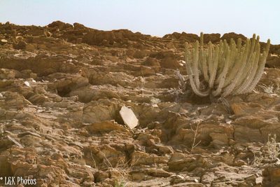 Euphorbia virosa, photographed by lallen