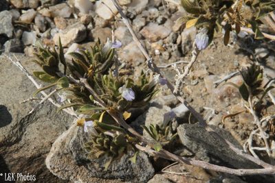 Pogonospermum cleomoides, photographed by lallen