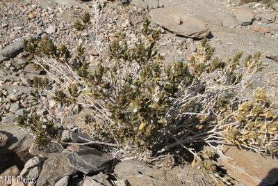 Pogonospermum cleomoides, photographed by lallen