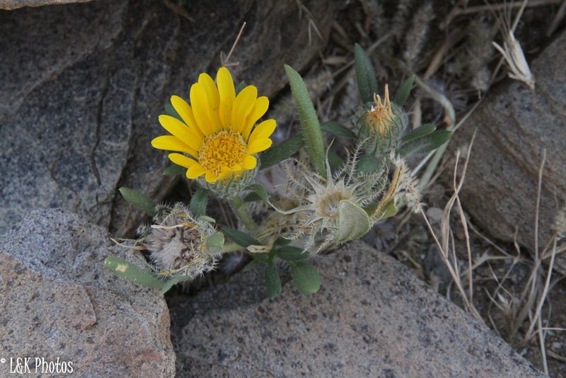 Roessleria gazanioides, photographed by lallen