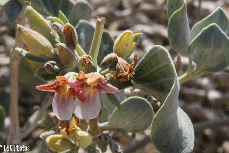 Petalidium variabile, photographed by lallen