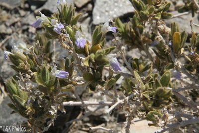 Pogonospermum cleomoides, photographed by lallen