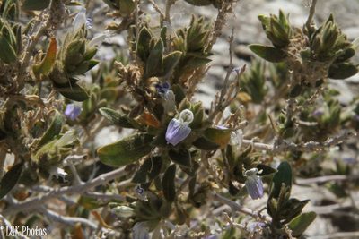 Pogonospermum cleomoides, photographed by lallen