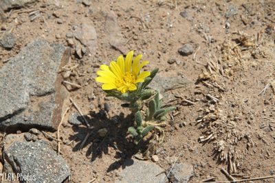 Roessleria gazanioides, photographed by lallen