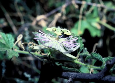 Passiflora arizonica, photographed by Douglas Goldman