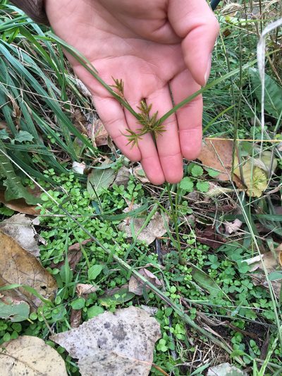 Cyperus microiria, photographed by Daniel Atha
