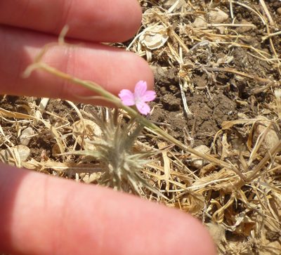 Dianthus strictus, photographed by Even Dankowicz