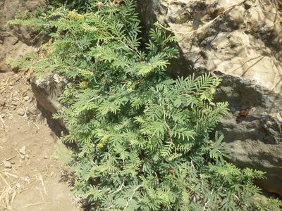 Prosopis farcta, photographed by Even Dankowicz