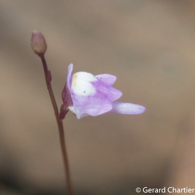 Utricularia geoffrayi, photographed by Gerard Chartier
