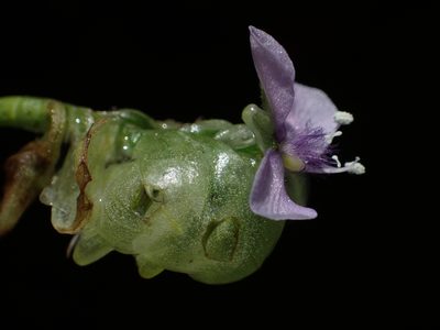 Murdannia bracteata, photographed by 葉子