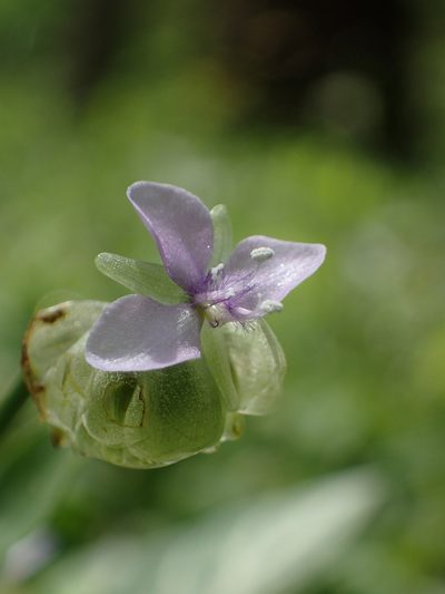Murdannia bracteata, photographed by 葉子