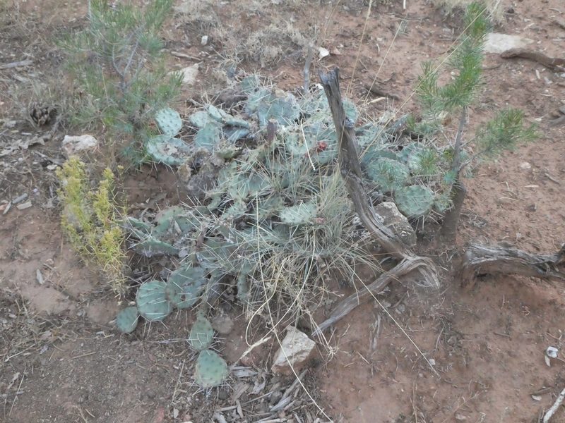 Opuntia pottsii, photographed by Eric Johnson