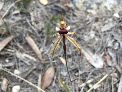 Caladenia clavigera, photographed by Miguel de Salas