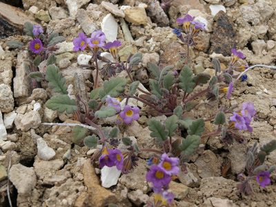 Phacelia gymnoclada, photographed by Jim Morefield