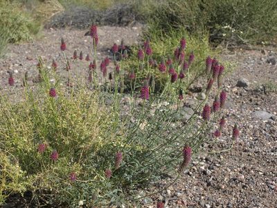Dalea searlsiae, photographed by Jim Morefield