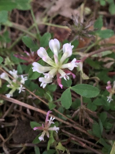 Trifolium pinetorum, photographed by Jared Shorma