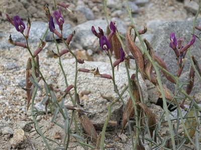 Astragalus casei, photographed by Jim Morefield