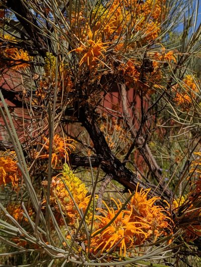 Grevillea juncifolia, photographed by Jess Miller-Camp