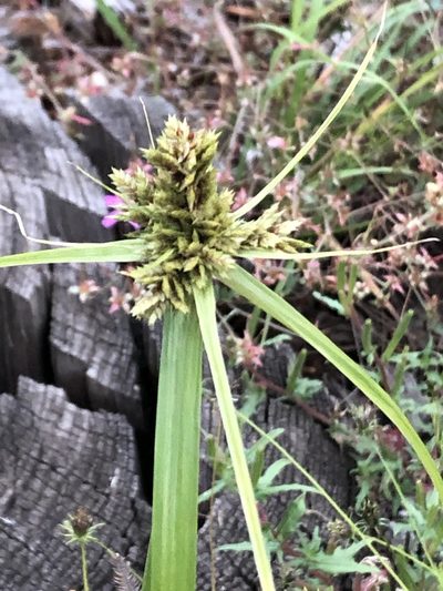 Cyperus fendlerianus, photographed by Jared Shorma