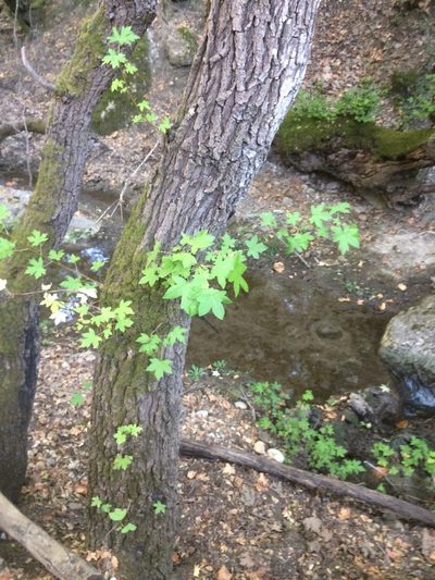 Liquidambar orientalis, photographed by Bernard Ducarme