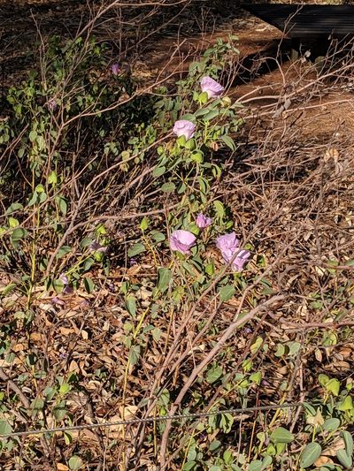 Gossypium sturtianum, photographed by Jess Miller-Camp
