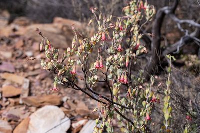 Cotyledon woodii, photographed by magriet b