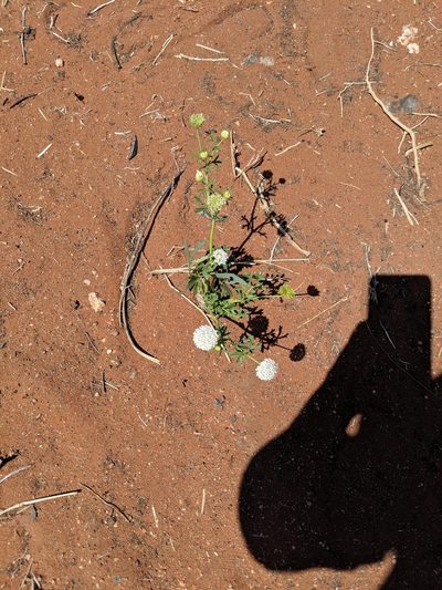 Trachymene glaucifolia, photographed by Jess Miller-Camp