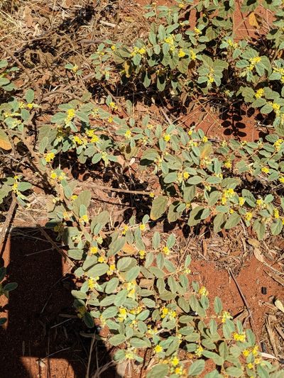 Androcalva loxophylla, photographed by Jess Miller-Camp
