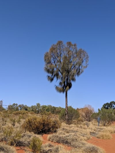 Allocasuarina decaisneana, photographed by Jess Miller-Camp