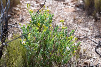 Hertia kraussii, photographed by magriet b