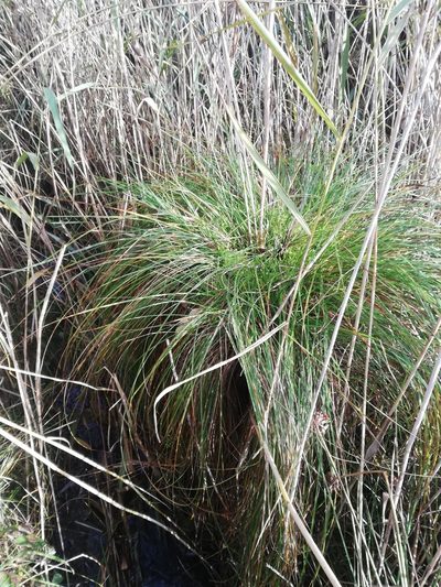 Carex appropinquata, photographed by Ditte Grube Barild