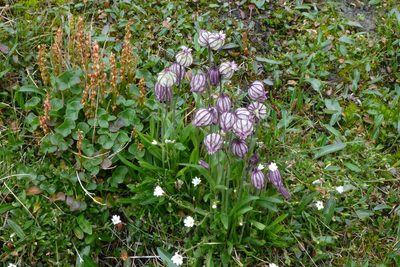 Silene uralensis, photographed by Sheelagh Halsey