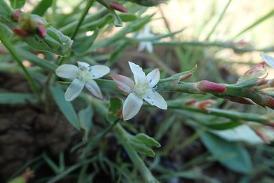 Oxygonum dregeanum, photographed by Peter Warren