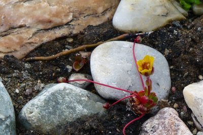 Saxifraga flagellaris, photographed by Sheelagh Halsey
