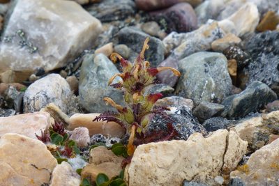 Pedicularis hirsuta, photographed by Sheelagh Halsey