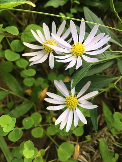 Aster indicus, photographed by chen ying-hsiao