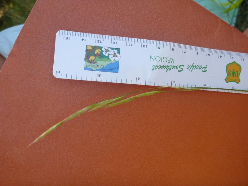 Bromus laevipes, photographed by lotusmorning