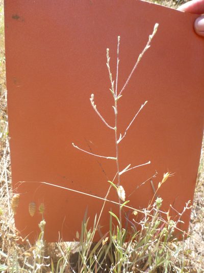 Lessingia micradenia, photographed by lotusmorning