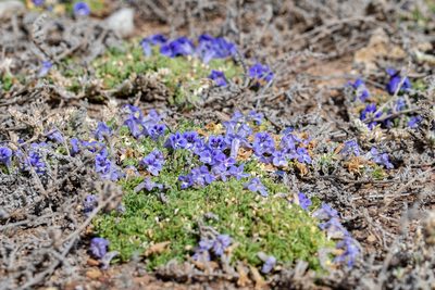 Aptosimum procumbens, photographed by magriet b