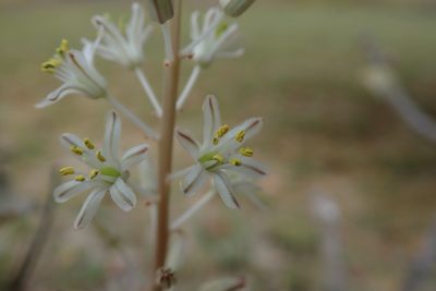 Sekanama sanguinea, photographed by Robert Taylor