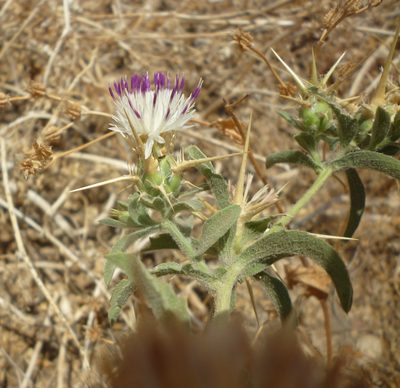 Centaurea iberica, photographed by Even Dankowicz