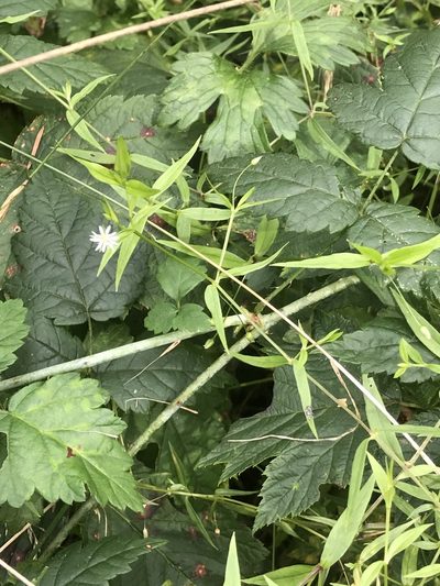 Stellaria calycantha, photographed by Tom Erler