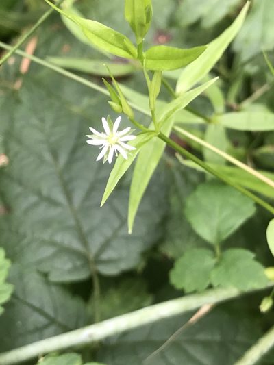 Stellaria calycantha, photographed by Tom Erler