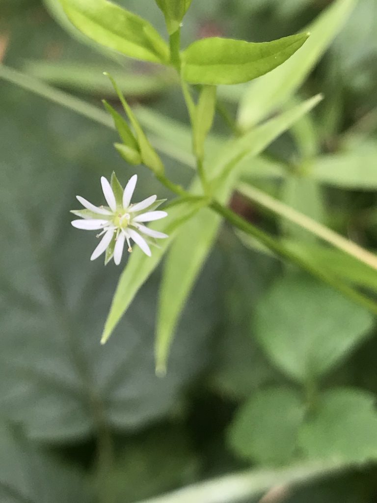 Stellaria calycantha, photographed by Tom Erler